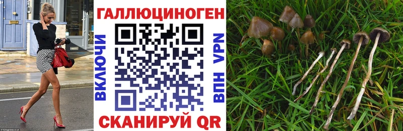 гидра tor  Муром  Галлюциногенные грибы Psilocybe 